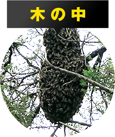 木の中