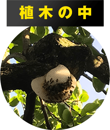 植木の中