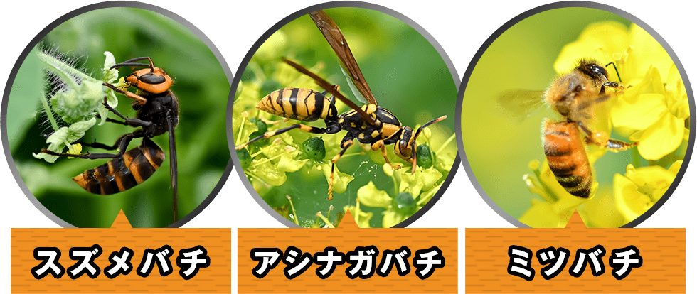 スズメバチ アシナガバチ ミツバチ
